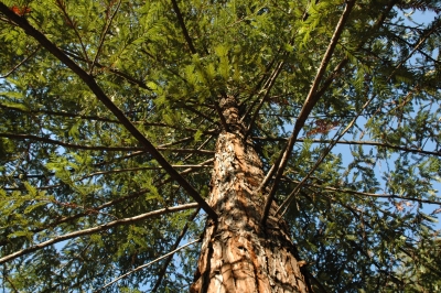 Sequoia sempervirens