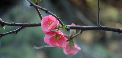 Chaenomeles japonica