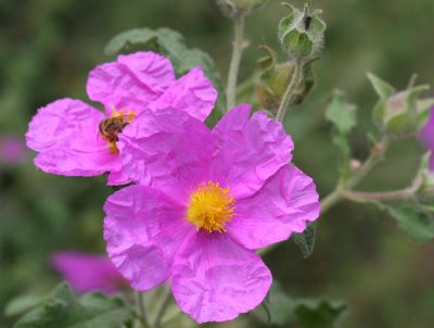 Cistus creticus