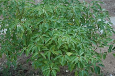 Cinnamomum camphora