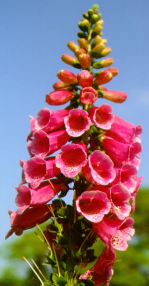 Digitalis purpurea