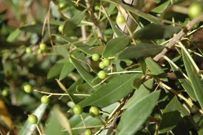 Olea chrysophylla