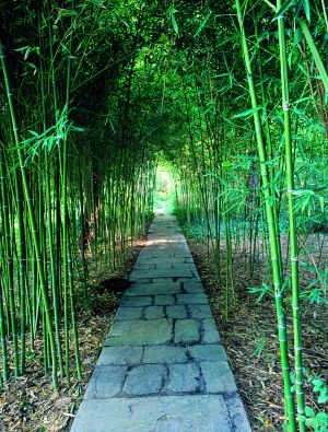 bamboo