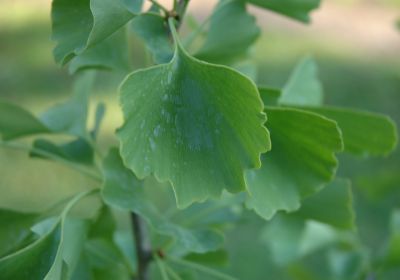 Ginkgo biloba